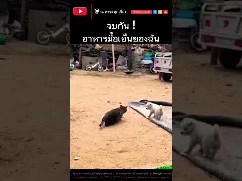#น่ารัก #เพื่อน #แมวน่ารัก #สุนัข thumbnail