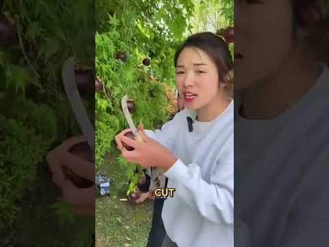 đó là quả măng cụt mà. thumbnail