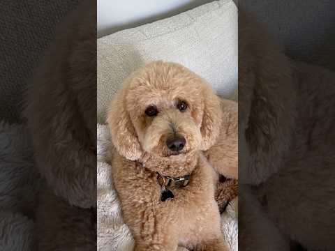 First come first serve #dogs #dogcomedy thumbnail