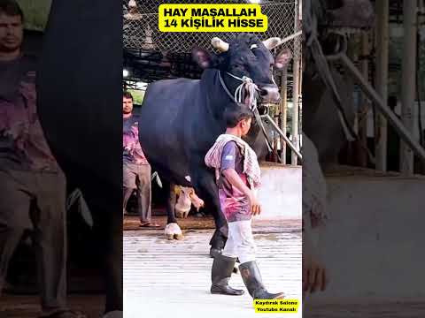 Dünyanın En Büyük Boğası Olmaya Aday ?? #shorts #viral #keşfet thumbnail