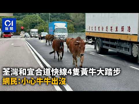 【01秒看新聞】荃灣和宜合道快線4隻黃牛大踏步　網民：小心牛牛出沒｜01新聞｜荃灣｜和宜合道｜黃牛｜流浪動物｜可風中學 thumbnail