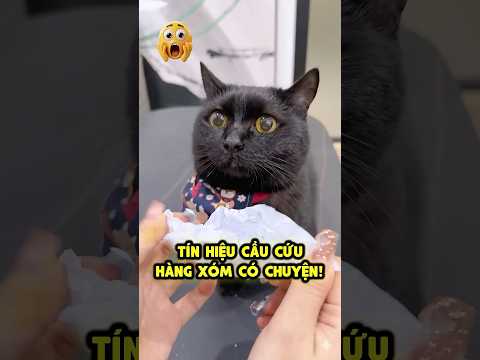 Tín hiệu cầu cứu của hàng xóm 🆘 thumbnail