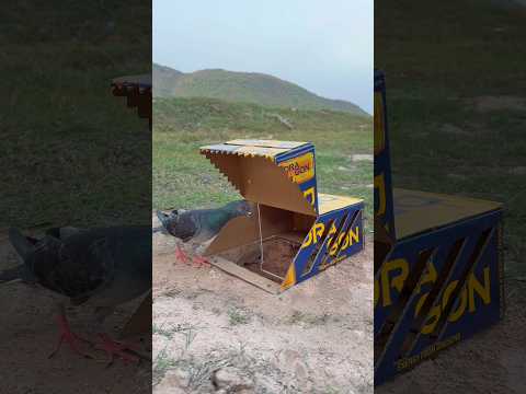 Unique DIY Trap Using Cardboard Box #youtubeshorts thumbnail