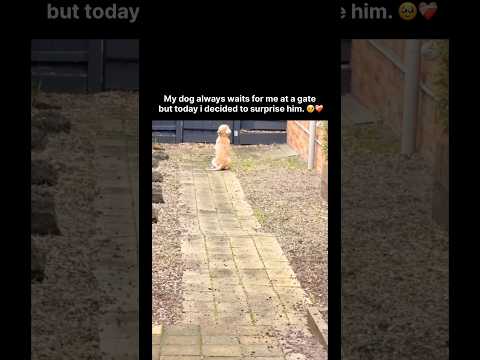 My dog always waits for me at a gate, but today i decided to surprise him. ❤️‍?? thumbnail