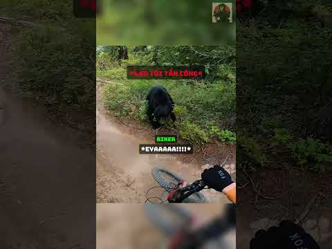 Biker chạm trán với một con gấu đen! @willlewwis    #shorts thumbnail