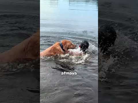 Bir Daha Asla Köpeği ile Göle Girmeyecek!?? #goldenretriever #köpek #hayvanlar thumbnail