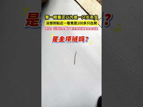 第一眼看還以為是一隻長條蟲，沒想到貼近一看竟是100多隻蟲在爬，網友：近視的人看了甚至會覺得是條金項鍊！#shorts thumbnail