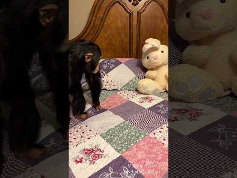 #chimp vs #easterbunny #cute #easter #animals thumbnail