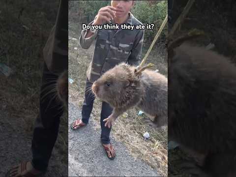 Do you think they ate it? thumbnail