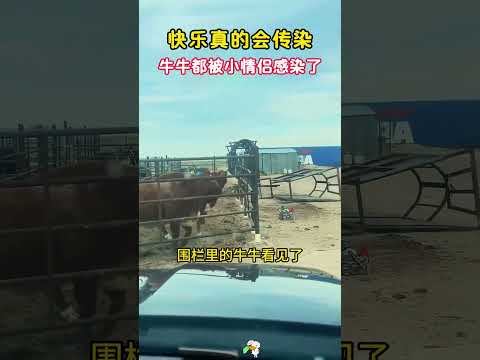 原来快乐真的会传染，牛牛都被感染了，太可爱了，哈哈哈 #搞笑 #大熱門 #funny #感人壹幕 #正能量 #迷因 thumbnail