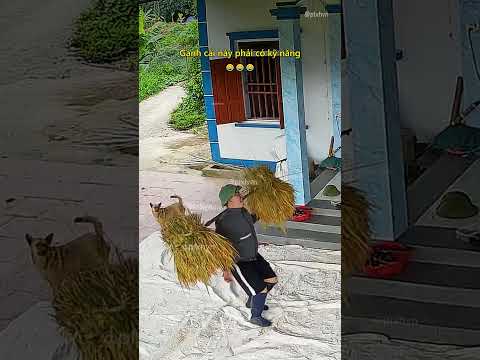 Gánh cái này phải có kỹ năng 😂 #haihuoc #giaitri #shorts thumbnail