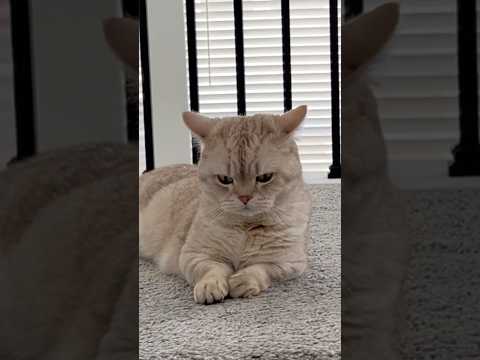 Best Friends 😌 #cats #catsofyoutube #dogs #funnypets #pets thumbnail