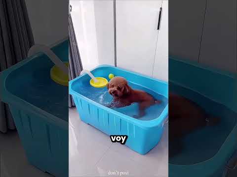 Estos Perros No Paran De Hacer Travesuras 😂 thumbnail