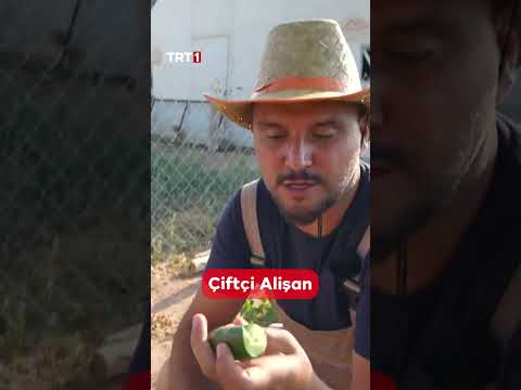 Alişan’ın tarlaya girip taze sebze ve meyveleri topladığı anlar görülmeye değer 👨‍🌾🙂 thumbnail