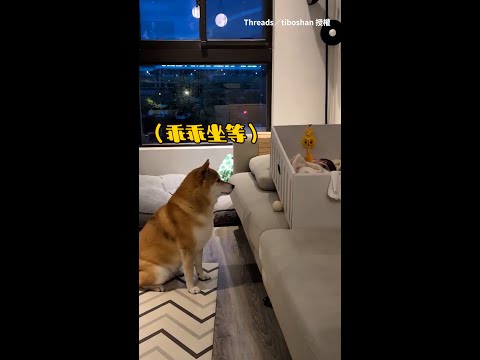 【怎麼還不會玩球？】柴柴坐寶寶床前求陪玩 叼球送了又送反應太可愛XD｜#寵物雲 #shorts thumbnail