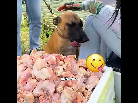 This dog is busy dealing with dangers every day #pets #cute #funny #shorts thumbnail
