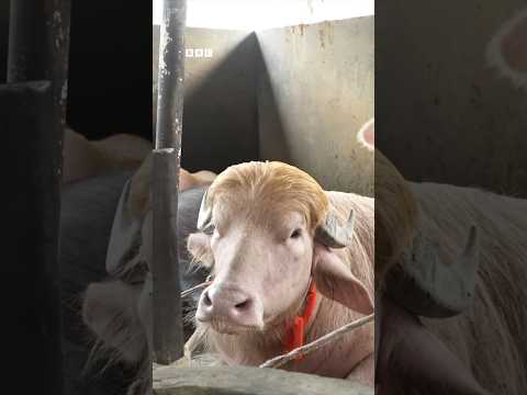 'ডোনাল্ড ট্রাম্প' নামের মহিষ কিনে নিলেন স্বরাষ্ট্রমন্ত্রী, রাখা হতে পারে চিড়িয়াখানায় | BBC Bangla thumbnail
