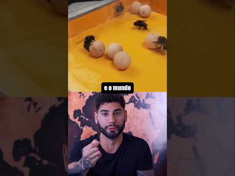Experimento das Abelhas Brincando thumbnail