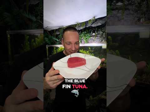 WORLDS MIST EXPENSIVE FISH vs PIRANHA!! thumbnail