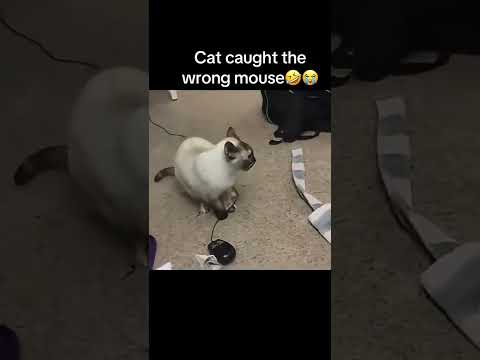 #cat #mouse #funny #whereismymouse thumbnail