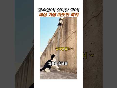 엄마냥이 믿고 담장아래로 뛰는 아기냥이의 용기#길고양이 #모성애 #감동 동물 thumbnail