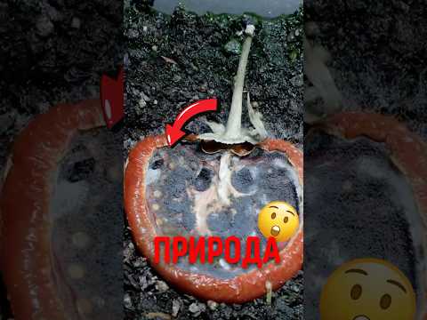 🌱 Как вырастить помидоры из ломтика? #помидор #растения #урожай thumbnail