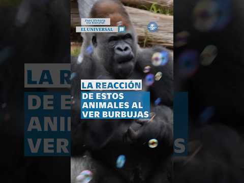 Leones y gorilas ven burbujas por primera vez, así reaccionaron  #shorts thumbnail