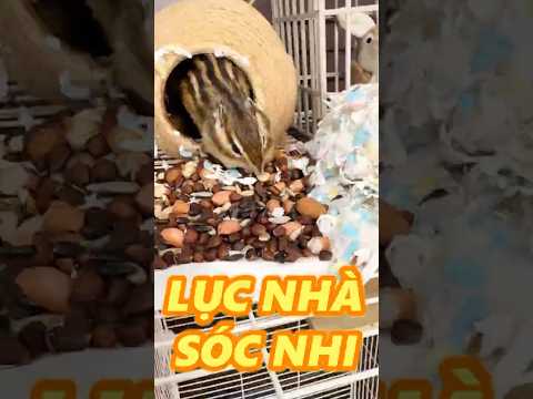 LỤC SOÁT NHÀ SÓC NHI thumbnail