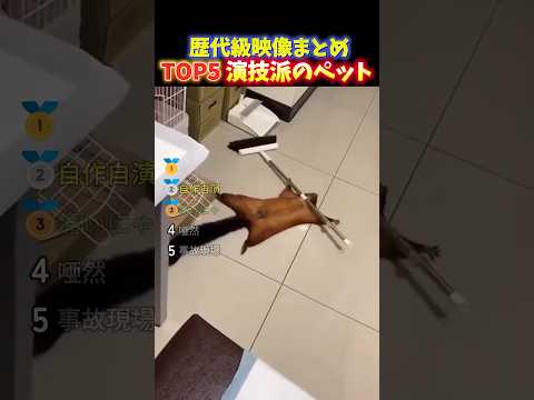 海外でバズった演技が上手いペットの瞬間TOP5 thumbnail