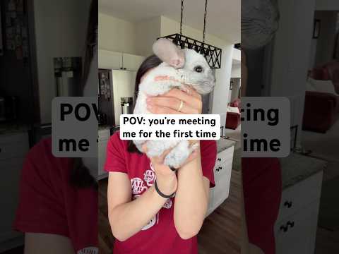 Meeting them is not a choice ‼️ 🚨 #chinchilla #pets #obsessed #petlife thumbnail
