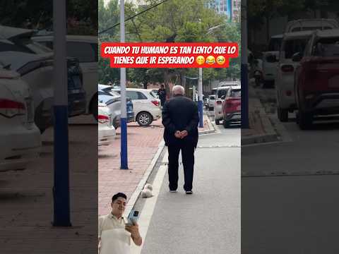 Un perrito jamás te abandona ?? #viral #fyp #parati #perros #mascotas #amigos #pets #inseparables thumbnail