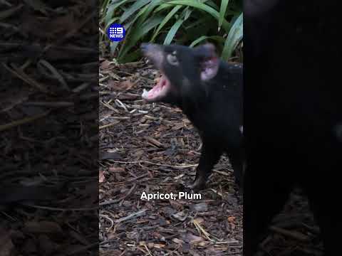 Melbourne Zoo's new Tassie Devils | 9 News Australia thumbnail