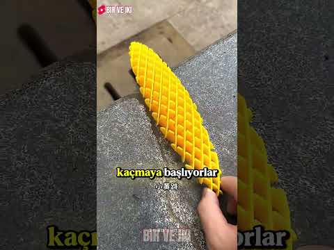 Sarı Böceğime Ne Oldu? 🤔💛 thumbnail