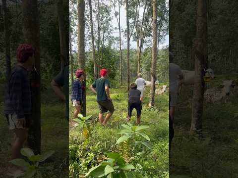 Kalian ada ga si temen yang anaknya tu suka banget gangguin hewan #shorts #lucu #kocak thumbnail