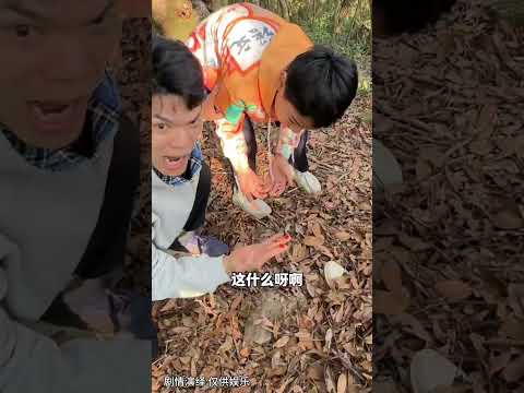 全家户外野游，爸爸就想在森林拍点视频，投入过头了，妹妹别生气啦…#大雄和小铭 #亲子搞笑 #万万想不到 #反转 thumbnail