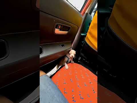 Luckily, the dog was okay ???‍?? #funny #automobile thumbnail