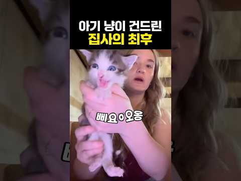 아기 냥이를 건드린 집사의 최후 thumbnail