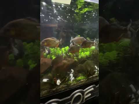 Piranha VS 1 pound of shrimp!! thumbnail