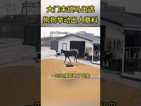 监控实拍马匹趁机溜出门，全靠小狗通风报信找回 thumbnail