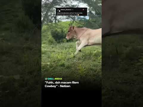 Video Lembu Paling Padu 2026 thumbnail