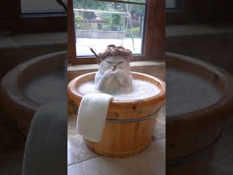 Doubao is taking a bath. #exlittlebeansfriend #funnyvideo #funnycats thumbnail