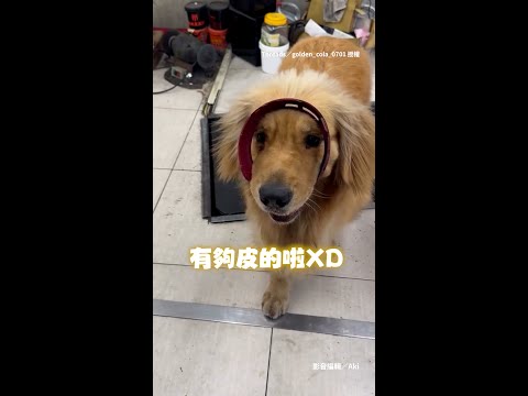 【這是我的了!】阿金趁爸不注意搶走零件 還躲小姐姐身後好賊XD #Shorts thumbnail