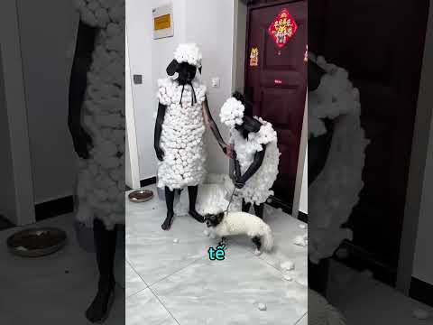 Những đứa trẻ biến thành con cừu 😂 thumbnail