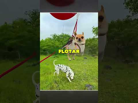 El Pequeño Perro Consiguió La Atención De Todos 😯❤️ thumbnail