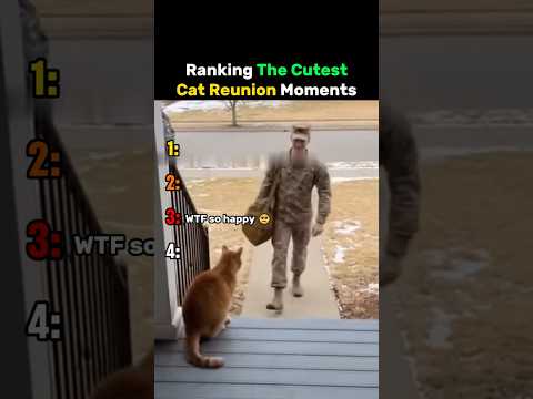 Ranking The Cutest Cat Reunion Moments #cat thumbnail