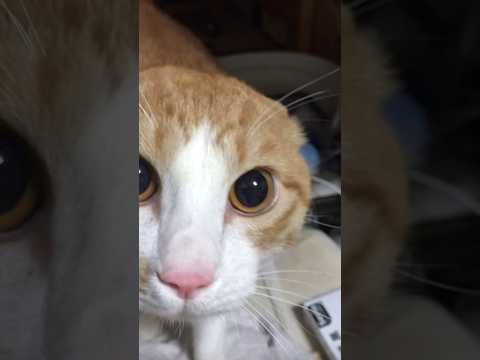 氷舐めてたらいつもの飼い主じゃないと思ったのかやんのかしてめっちゃ睨みつけてきた #ビビり猫 #茶白猫 #やんのかステップ #shorts thumbnail