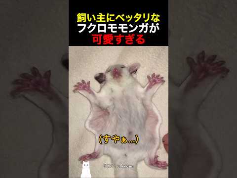 飼い主にベッタリなフクロモモンガが可愛すぎる thumbnail