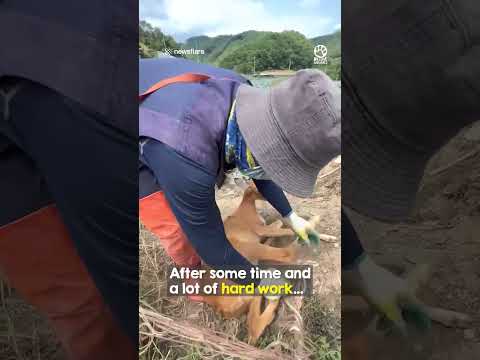 Acts like this is why I believe in humanity ❤️🥺#deerrescue #animalrescue thumbnail