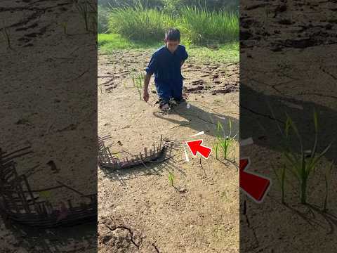 Cá Khổng Lồ Bất Ngờ Lao Ra Khỏi Bùn Lầy #shorts thumbnail