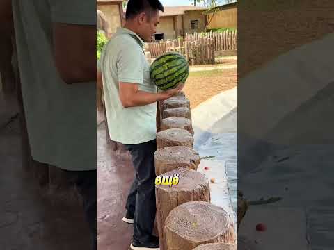 Самый невезучий бегемот в мире 🦛🥹 thumbnail